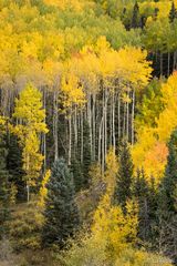 Flame-tipped Aspen