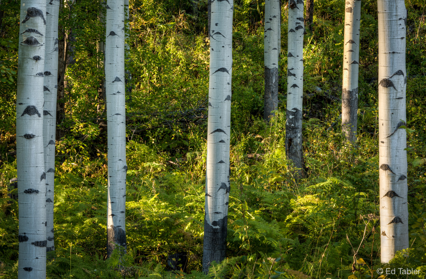 Aspen at sunset on McClure Pass. One of the most peaceful places I've ever visited. I stood still for literally hours at this...