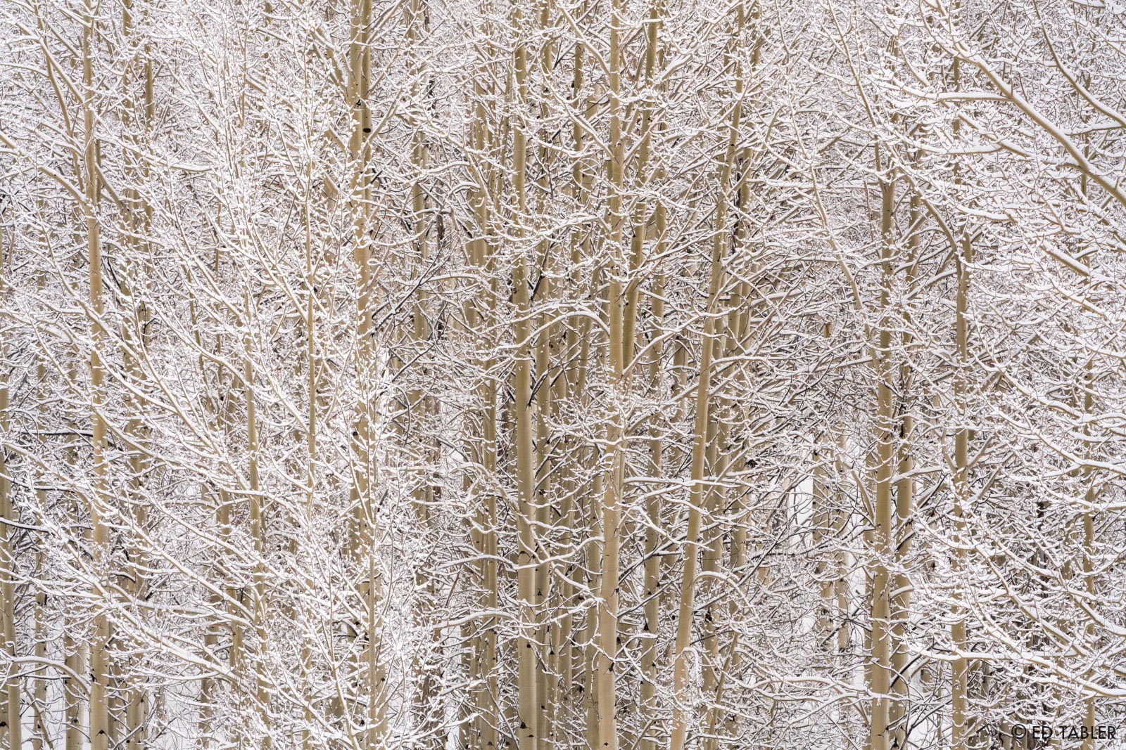 Snow-covered branches against the vertical&nbsp;lines of&nbsp;countless&nbsp;young aspen on a&nbsp;cold winter morning&nbsp;create...