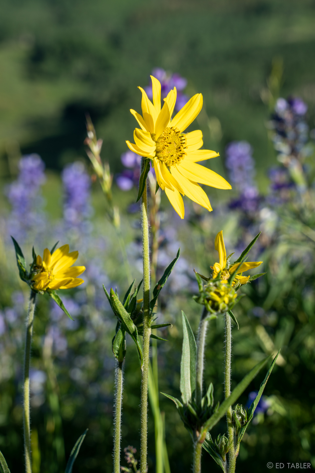 An aspen sunflower stretches above a sea of lupine to catch the light of an&nbsp;early morning sun.